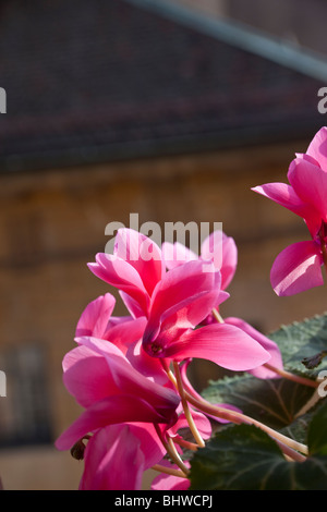 Rosa Alpenveilchen, durch Charles W. Lupica Stockfoto