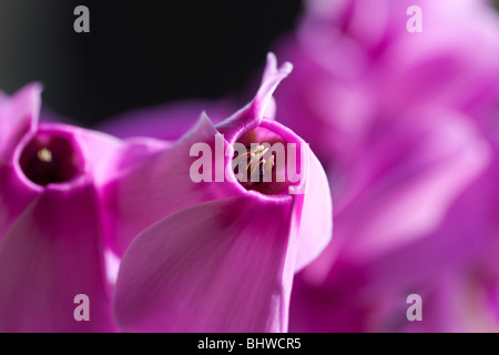 Nahaufnahme der Blüte rosa Alpenveilchen auf schwarzem Hintergrund, durch Charles W. Lupica Stockfoto