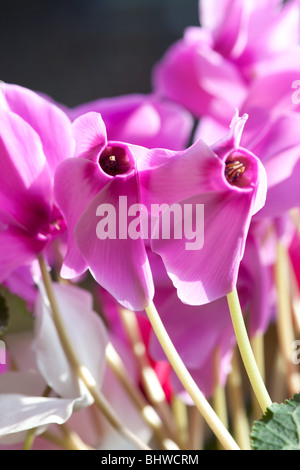 Rosa Alpenveilchen Pesicum durch Charles W. Lupica Stockfoto