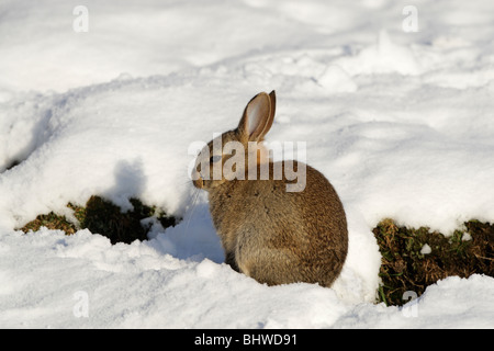 Wildkaninchen (Oryctolagus Cuniculus) sitzen auf dem Schnee in der Sonne am frühen Morgen Stockfoto