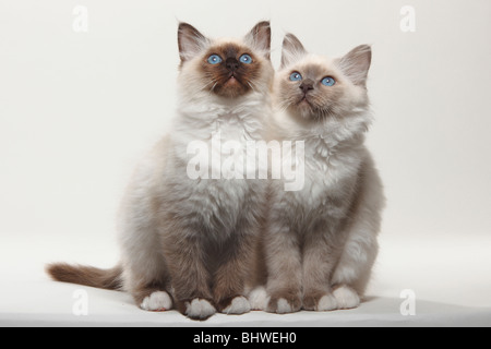 Heiligen Katze von Birma Kätzchen, 12 Wochen / Birma Stockfoto