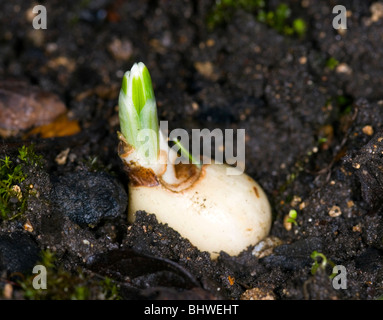 die ersten Anzeichen des Frühlings.  Schneeglöckchen schießt erscheinen Stockfoto