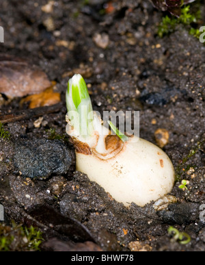 die ersten Anzeichen des Frühlings.  Schneeglöckchen schießt erscheinen Stockfoto