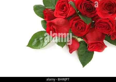 Sehr schön angelegt mit textfreiraum Rosen für Ihren Text oder Bild auf weißem Hintergrund Stockfoto