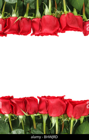 Rote Rosen in einer Reihe mit vertikalen Positionierung, Isolated on White mit Textfreiraum Stockfoto