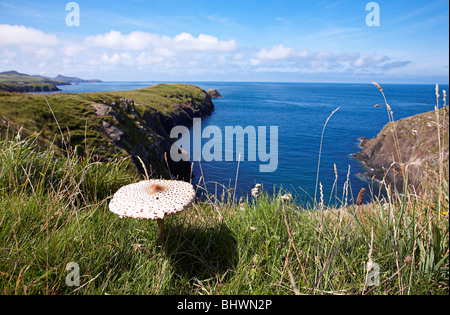 Ein Sonnenschirm Pilzzucht entlang der Pembrokeshire Küste im Westen von Wales, uk Stockfoto