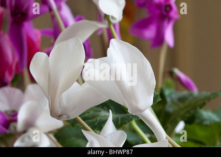 Weiße Alpenveilchen. Charles W. Lupica Stockfoto