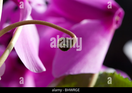 Cyclamen Coum rote Knospe, von Charles W. Lupica Stockfoto