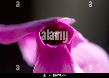 Cyclamen Coum rot, von Charles W. Lupica Stockfoto