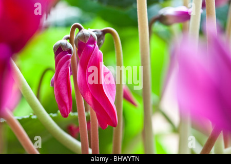 Cyclamen Coum rot, von Charles W. Lupica Stockfoto