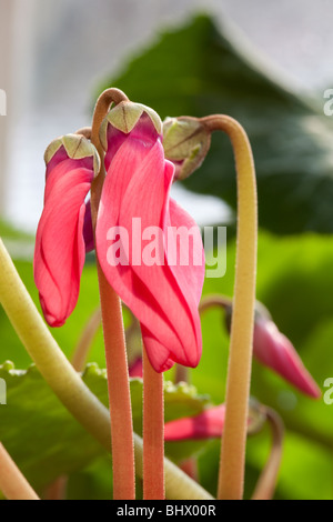 Cyclamen Coum rot, von Charles W. Lupica Stockfoto