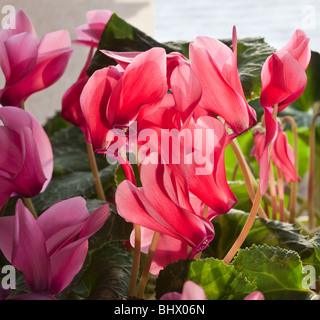 Cyclamen Coum rot, von Charles W. Lupica Stockfoto