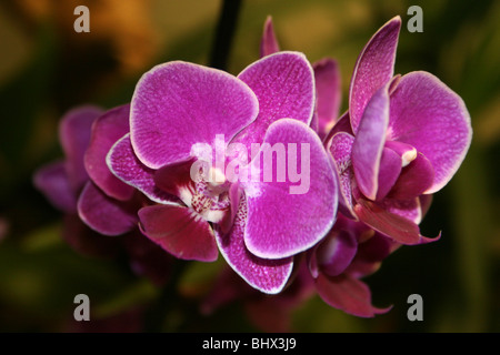 Rosa Motte Orchidee Phalaenopsis Blume Stockfoto