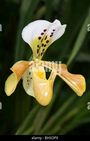 Frauenschuh Orchidee Paphiopedilum exul Stockfoto