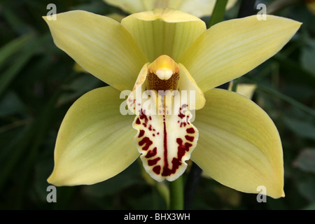 Gelbe Cymbidium Orchidee genommen in Sefton Park Palmhouse, Liverpool, UK Stockfoto