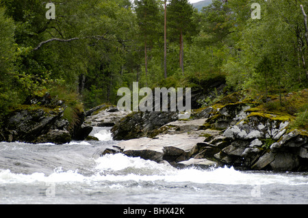 Ein Gebirgsfluss in Norwegen mit Bäumen und Felsen. Stockfoto