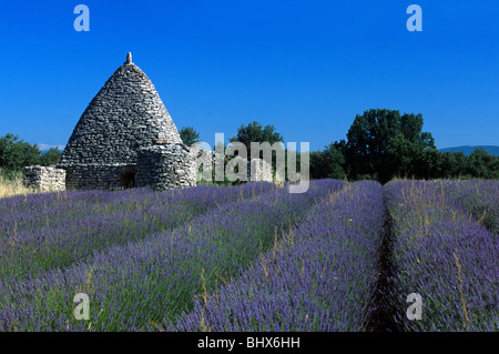 Reihen von Lavendel Feld mit Borie, trockenen Stein Hütte oder gallischen Hütte, in der Nähe von Bonnieux, Luberon, Vaucluse, Provence, Frankreich Stockfoto