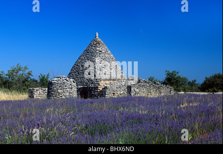 Lavendel Feld & trockenen Stein Borie, gallischen Hütte oder Cabanon, in der Nähe von Bonnieux, Regionalpark Luberon, Vaucluse, Provence, Frankreich Stockfoto