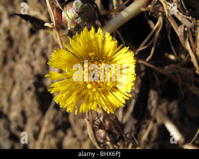 Colt-Fuß (Tussilago Farfara) Stockfoto