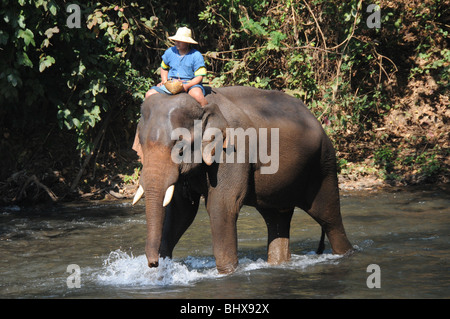 Ein Elefant verlässt den Fluss nach seinem Bad im Chiang Dao Elephant Training Centre, Chiang Mai, Thailand. Stockfoto