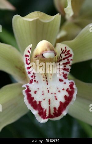 Gelbe Cymbidium Orchidee genommen in Sefton Park Palmhouse, Liverpool, UK Stockfoto