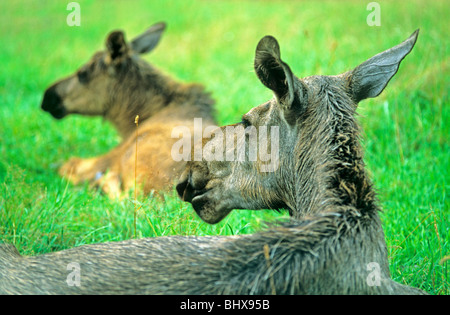 Elchkühe mit Kalb ein Elch-Park in der Nähe von Kosta in Südschweden Stockfoto