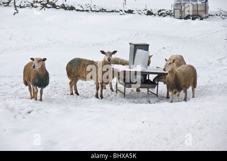 Schafe auf einem Futtertrog im Schnee in Wensleydale, Yorkshire Stockfoto