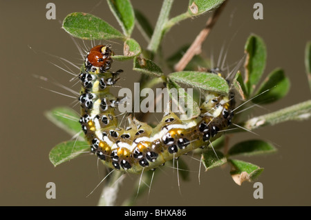 Stacheligen Raupe - Baum Luzern Moth Stockfoto