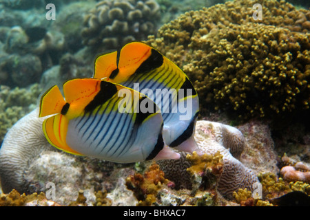 Korallenfische im Biyadhoo Island Reef, Indischer Ozean, Süd Male Atoll, Malediven Stockfoto