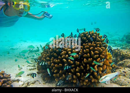 Korallenfische im Biyadhoo Island Reef, Frau Schnorcheln mit Kamera, Indischer Ozean, Süd Male Atoll, Malediven Stockfoto