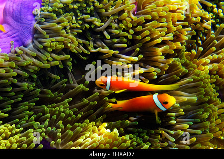 Falscher Clownfisch mit Anmone, Biyadhoo Island Süd Male Atoll Malediven Stockfoto