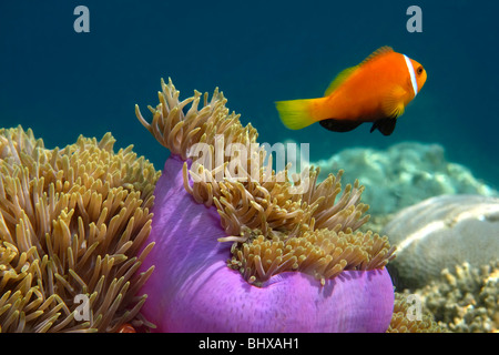 Falscher Clownfisch mit Anmone, Biyadhoo Island Süd Male Atoll Malediven Stockfoto