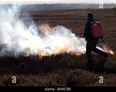 Gesteuert, Heidekraut Brennen auf der North Yorkshire Moors, es wächst lange und lank zu verhindern, wodurch seine Nährwert Stockfoto