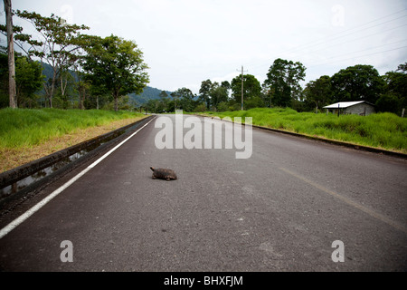 Der Amazonas Regenwald von Peru ist sehr artenreichen und seine seltene Tiere, Pflanzen und indigenen Kulturen bedroht sind. Stockfoto