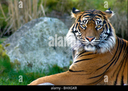 Asiatische Tiger Raubkatze Faulenzen in der Sonne Stockfoto