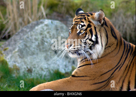 Asiatische Tiger Raubkatze Faulenzen in der Sonne Stockfoto