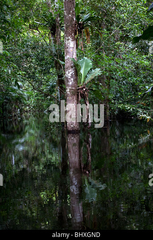 Der Amazonas Regenwald von Peru ist sehr artenreichen und seine seltene Tiere, Pflanzen und indigenen Kulturen bedroht sind. Stockfoto