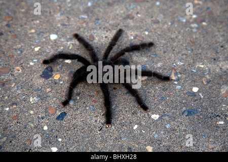 Der Amazonas Regenwald von Peru ist sehr artenreichen und seine seltene Tiere, Pflanzen und indigenen Kulturen bedroht sind. Stockfoto