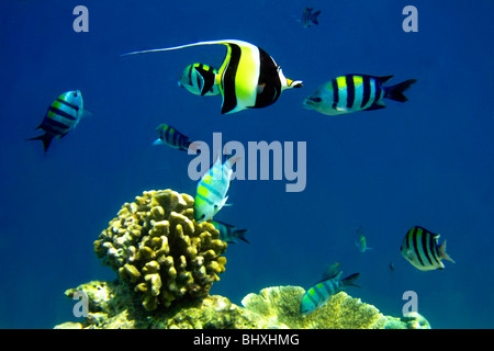 Korallenfische im Biyadhoo Island Reef, Indischer Ozean, Süd Male Atoll, Malediven Stockfoto