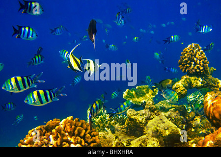 Korallenfische im Biyadhoo Island Reef, Indischer Ozean, Süd Male Atoll, Malediven Stockfoto