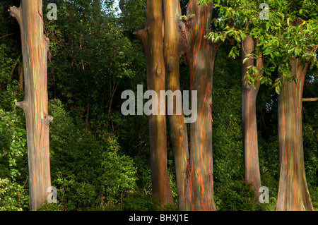 Eucalyptus Deglupta oder Regenbogen Eukalyptus-Baum mit Stamm und Rinde Detail auf der Straße nach Hana Maui Hawaii aufgenommen. Stockfoto