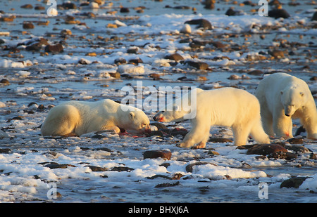 Eisbären, Ursus Maritimus, d.h. "Meer Bear" mit einem Siegel zu töten. Stockfoto