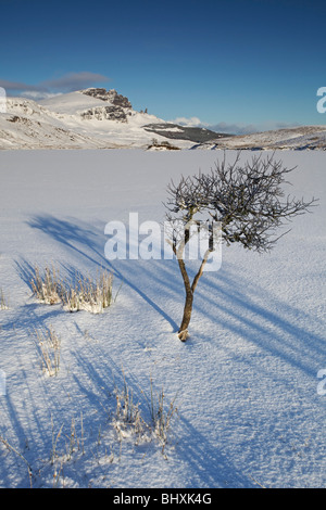 Einsamer Baum auf dem Schnee bedeckt, Loch Fada, Storr, Isle Of Skye, Schottland Stockfoto