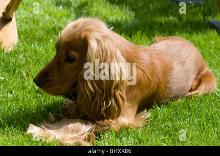 Hund im Garten spielen Stockfoto