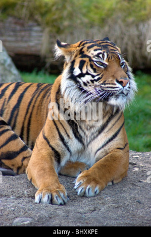 Asiatische Tiger Raubkatze Faulenzen in der Sonne Stockfoto