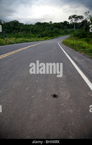 Der Amazonas Regenwald von Peru ist sehr artenreichen und seine seltene Tiere, Pflanzen und indigenen Kulturen bedroht sind. Stockfoto