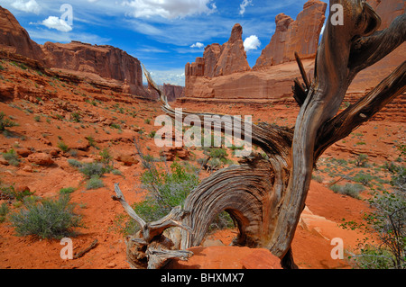 Gesamtansicht der Park Avenue im Arches National Park in der Nähe von Moab, Utah, USA Stockfoto