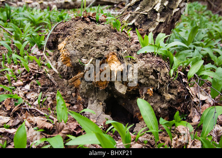 überwiegen Birken Stockfoto