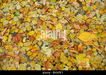 Autumnleafs in Wasser Stockfoto