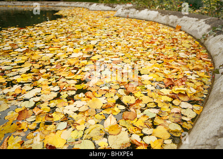 Autumnleafs in Wasser Stockfoto